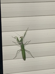 Sphodromantis viridis