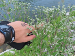 Eupatorium serotinum
