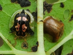 Deloyala guttata