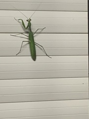Sphodromantis viridis