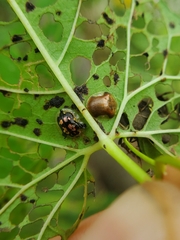 Deloyala guttata