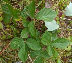 Rubus hispidus