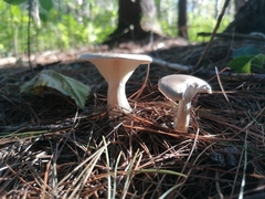 Ampulloclitocybe clavipes