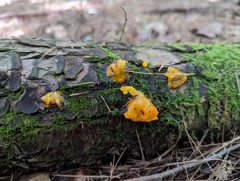Dacrymyces chrysospermus