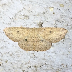 Cyclophora myrtaria