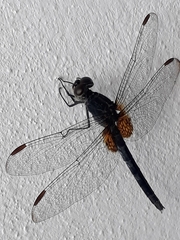 Erythemis attala