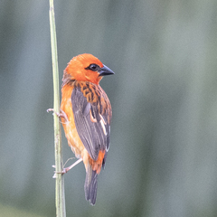 Foudia madagascariensis
