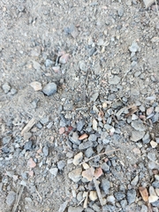 Tetramorium immigrans