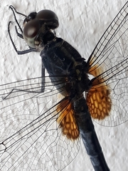 Erythemis attala