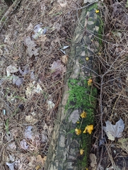 Dacrymyces chrysospermus