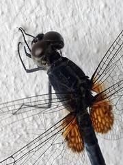 Erythemis attala