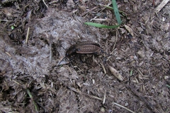 Carabus cancellatus