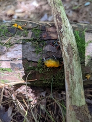 Dacrymyces chrysospermus