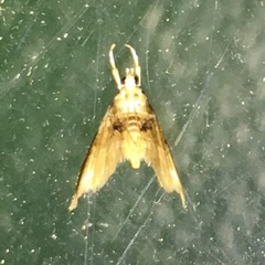 Lipocosma sicalis