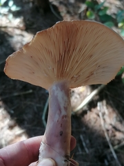 Lactarius vinaceorufescens