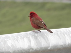 Carpodacus formosanus