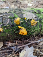Dacrymyces chrysospermus