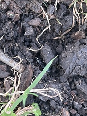 Scarites subterraneus