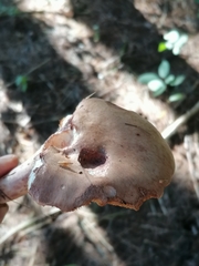 Lactarius vinaceorufescens