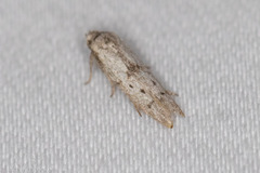 Hypatopa punctiferella