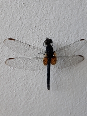 Erythemis attala