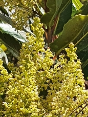 Laurophyllus capensis