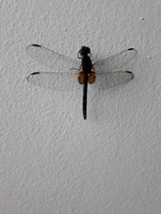 Erythemis attala
