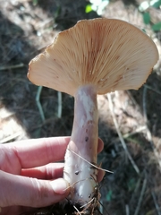 Lactarius vinaceorufescens