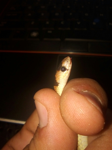 Thornscrub Hook-nosed Snake