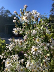 Symphyotrichum lanceolatum