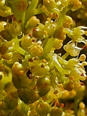 Laurophyllus capensis