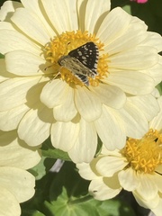 Burnsius communis