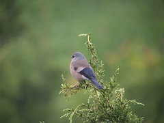 Pyrrhula owstoni
