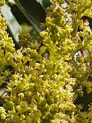 Laurophyllus capensis