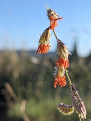 Bouteloua chondrosioides