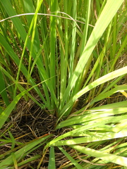 Iris setosa