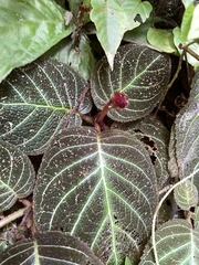 Pearcea hypocyrtiflora