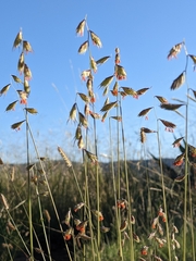 Bouteloua chondrosioides