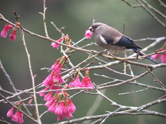 Pyrrhula nipalensis uchidai