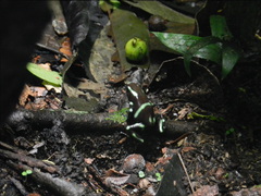 Dendrobates auratus