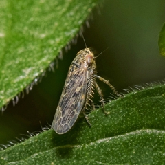 Euscelidius variegatus