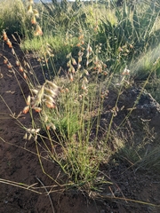Bouteloua chondrosioides