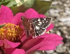 Burnsius communis