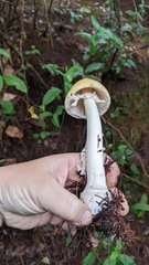Amanita xylinivolva