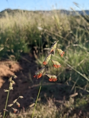 Bouteloua chondrosioides