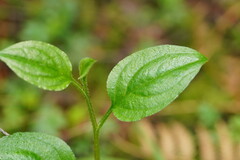 Hackelia latifolia