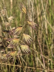 Bouteloua chondrosioides