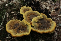 Phaeolus schweinitzii