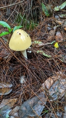 Amanita xylinivolva