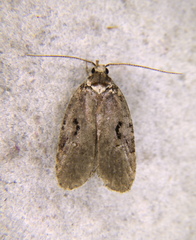 Agonopterix hyperella